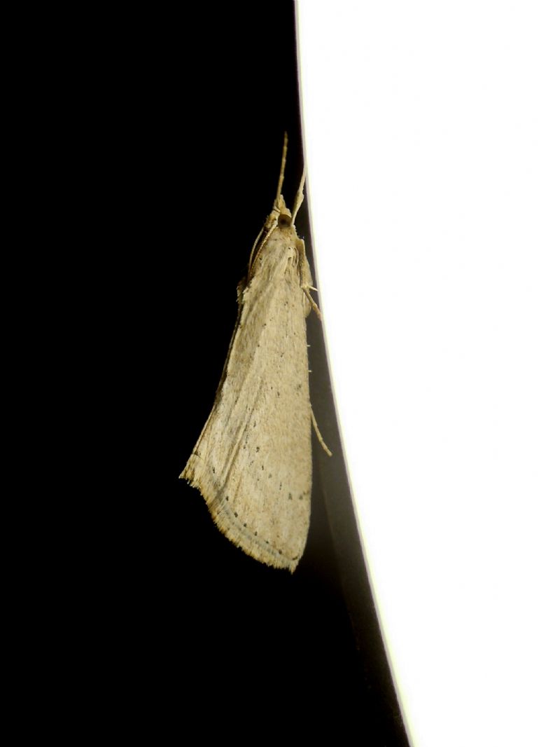 Crambidae: Evergestis isatidalis